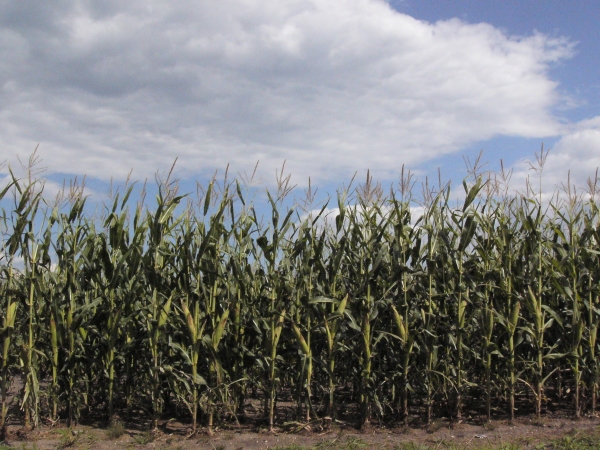Minnesota corn in August 2012