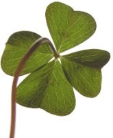 I'm looking over this four leaf clover...