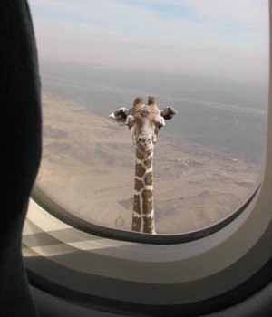 Look a giraffe! -- That's nice dear.