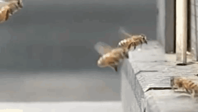 when bees crash