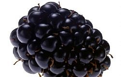 blackberry seeds
