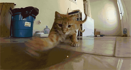cat battles laser dot