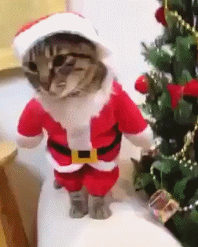 Merry Christmas from the cat gifs