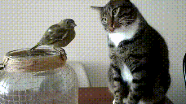 cat taps bird