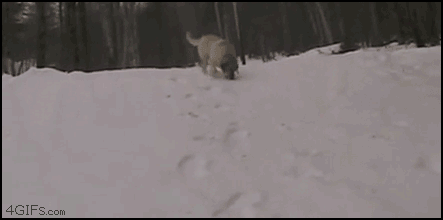 dogs slide in the snow
