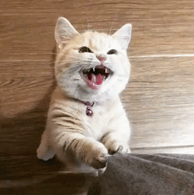 kitten yawn gif