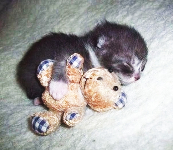 kitten and bear