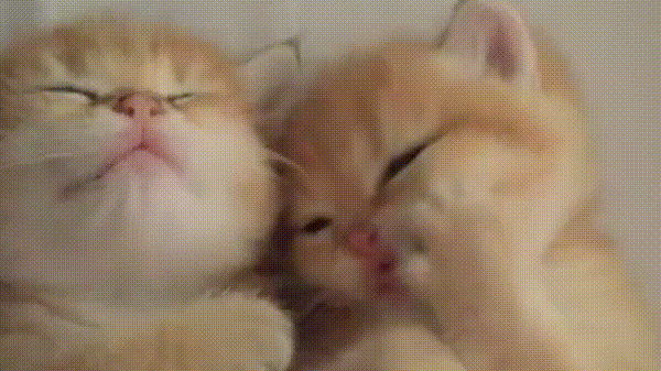 kitten sleeps, kitten washes