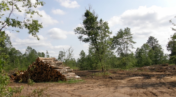 St. Croix State Park blowdown logging in July 2012