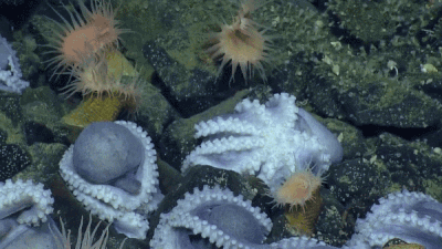 Nautilus shines its lights on a nursery of octopuses
