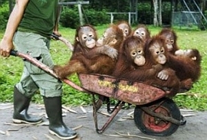 orangutan bus service