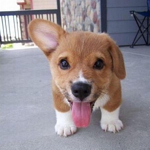 puppy ear