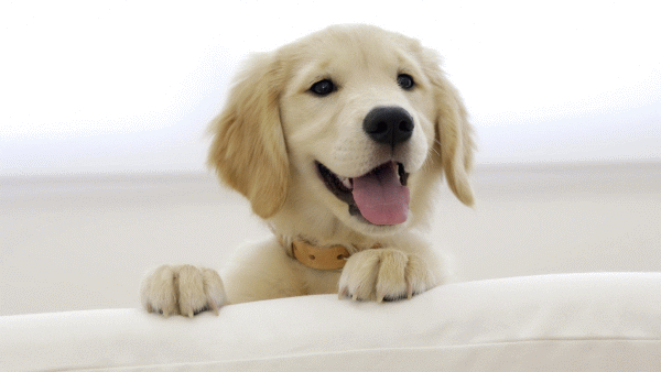 Golden Retriever puppy says Hello