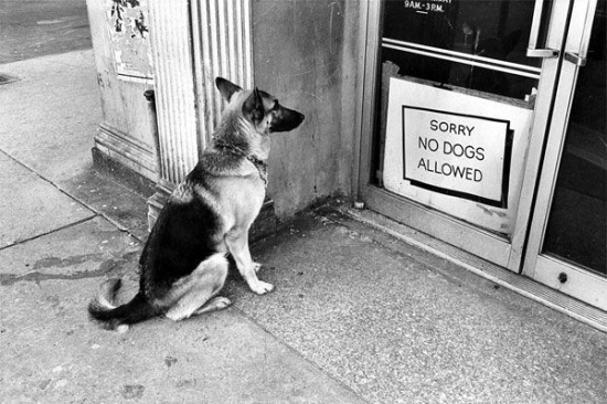 Dog Ban