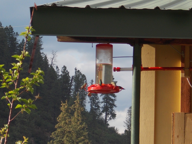 Tererro General Store hummingbirds, Tererro, NM
