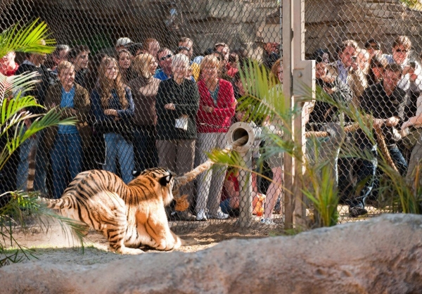 tiger tug-of-war at Busch Gardens, Tampa Bay, FL