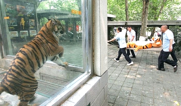 Tiger watches wounded Tigger