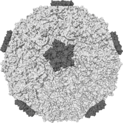 human rhinovirus or a soccer ball