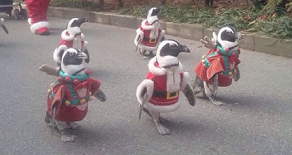 Christmas ducks? Those aren't ducks!
