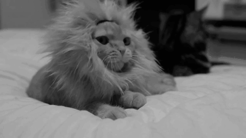 cat with lion mane yawning