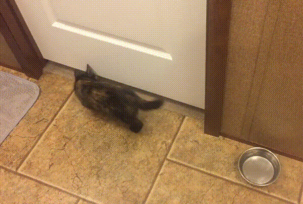 cat slips under a door
