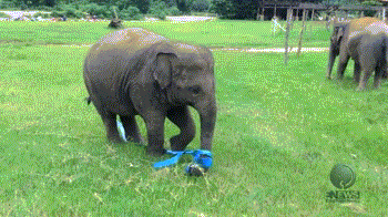 elephant plays with ribbon