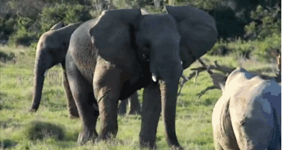 elephant throws stick