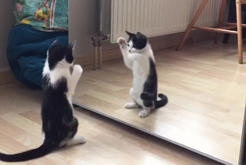kitten and mirror