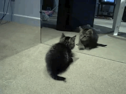 kitten and mirror 2