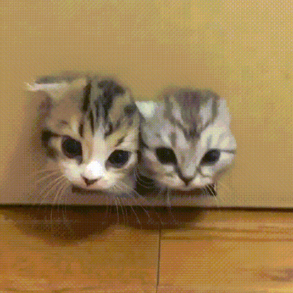 kittens stuck